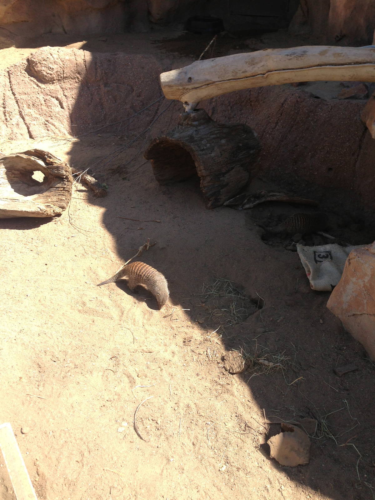 8/24/2014 - Banded Mongooses