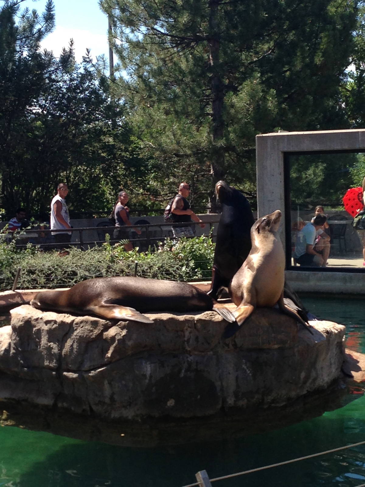 8/24/2014 - California Sea Lions