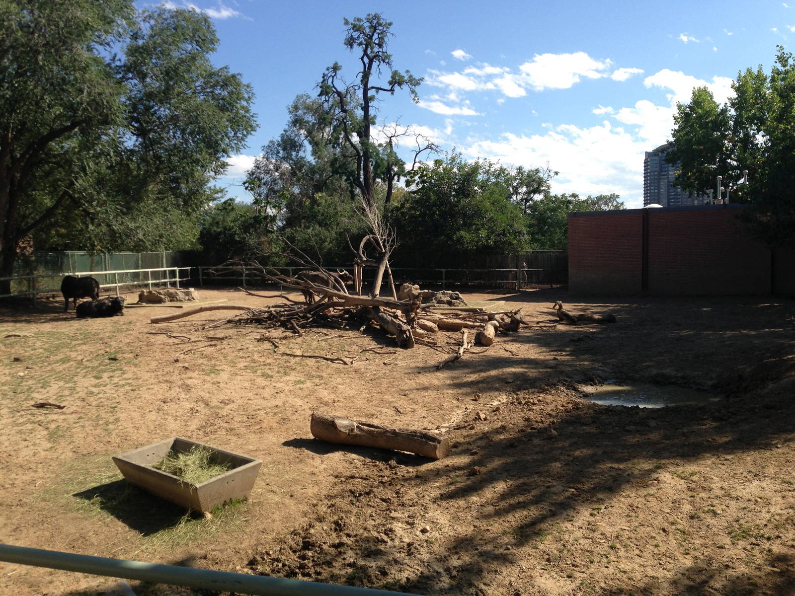 8/24/2014 - Cape Buffalo Exhibit