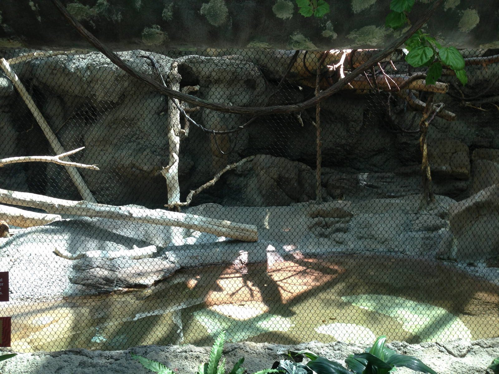 8/24/2014 - Capybara/Howler Monkey Exhibit