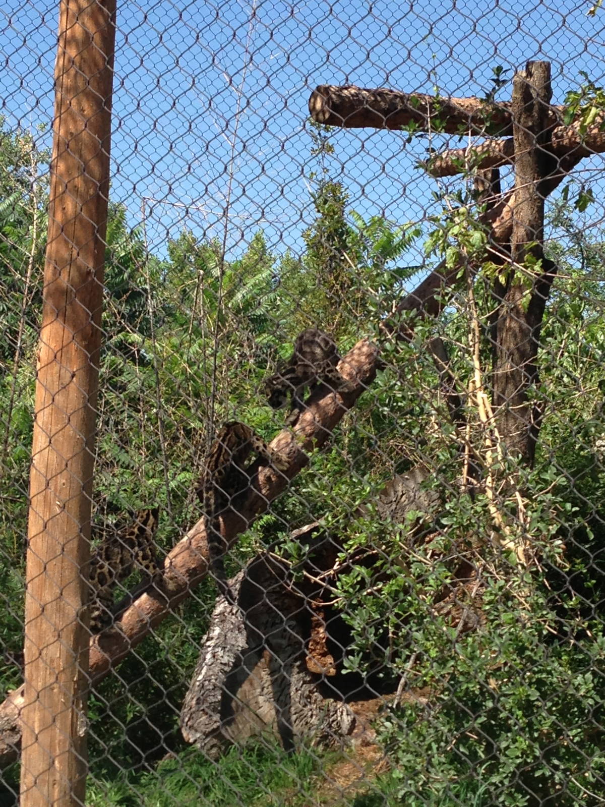8/24/2014 - Clouded Leopard Cubs