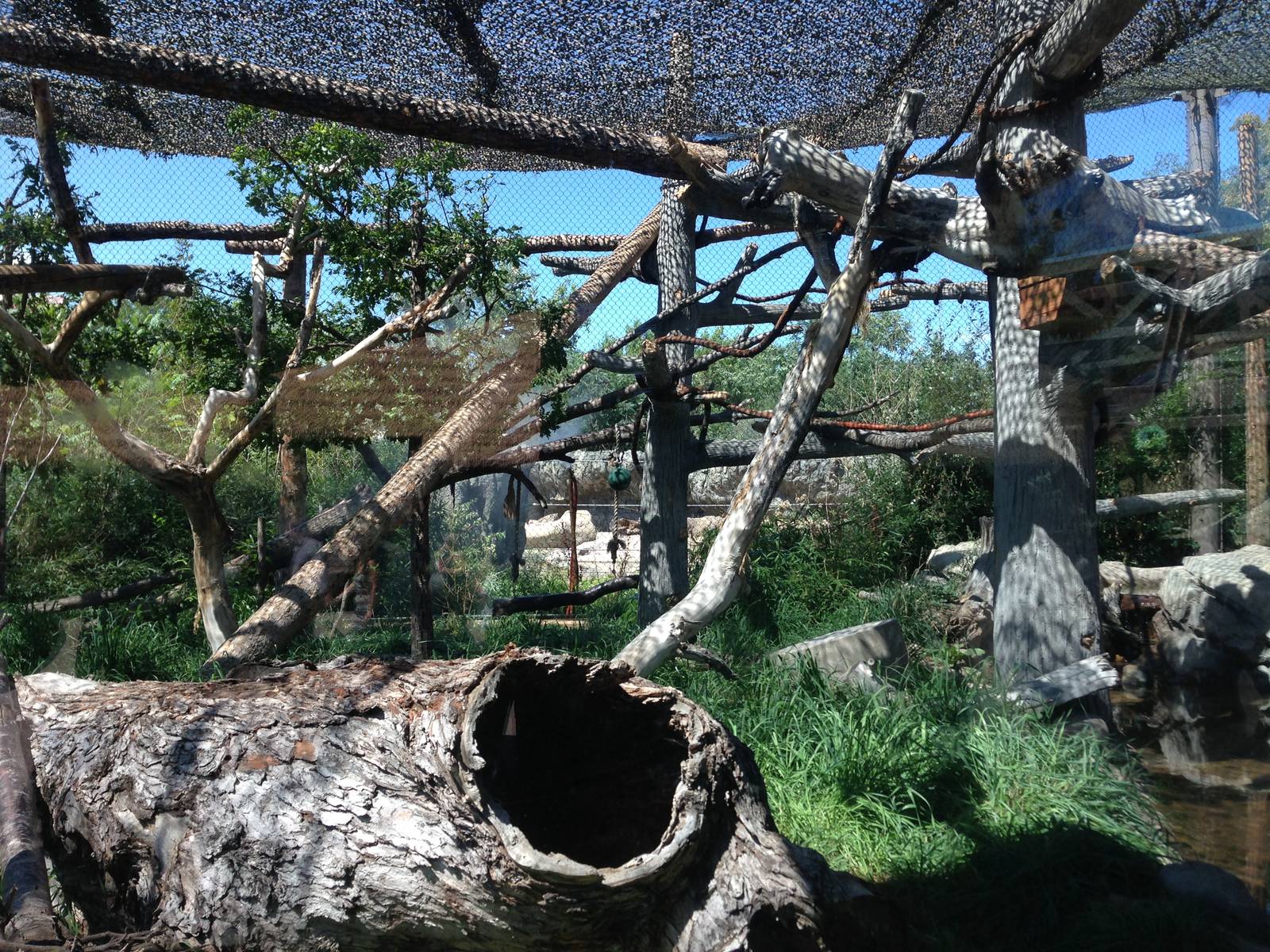 8/24/2014 - Clouded Leopard Habitat
