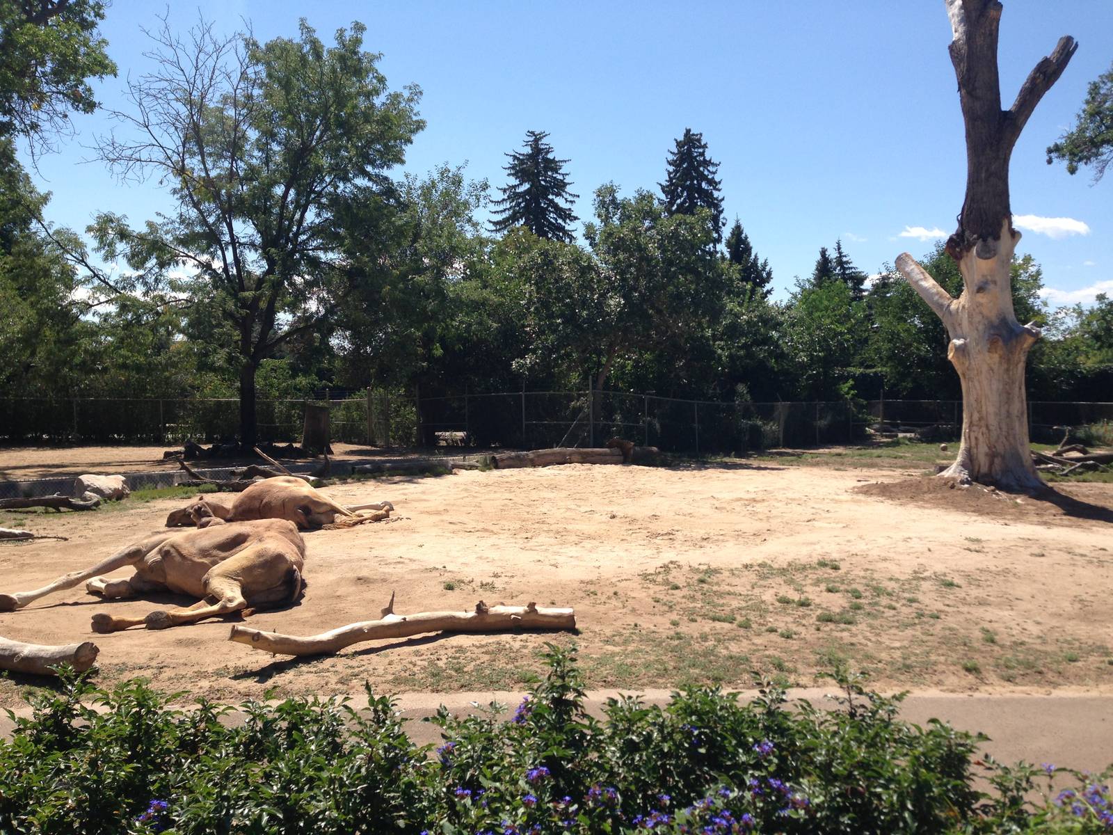 8/24/2014 - Dromedary Camel Exhibit