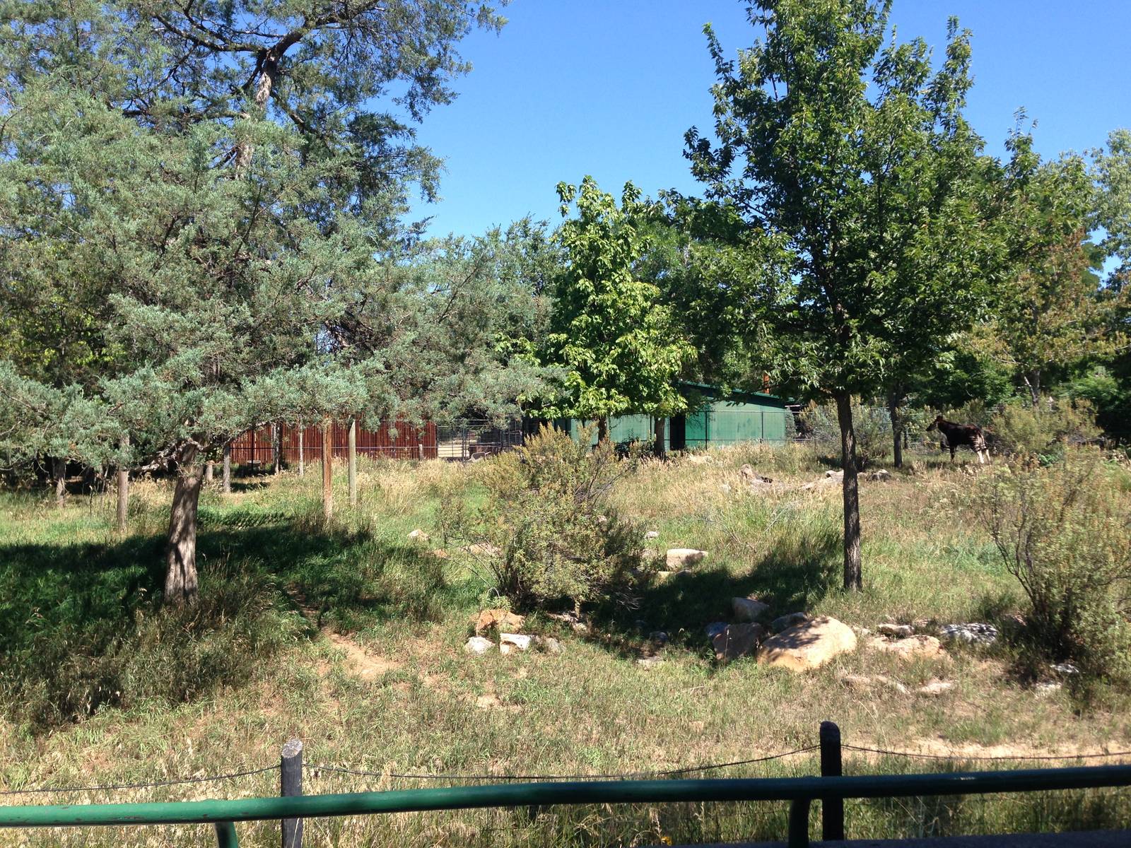 8/24/2014 - First Okapi Habitat