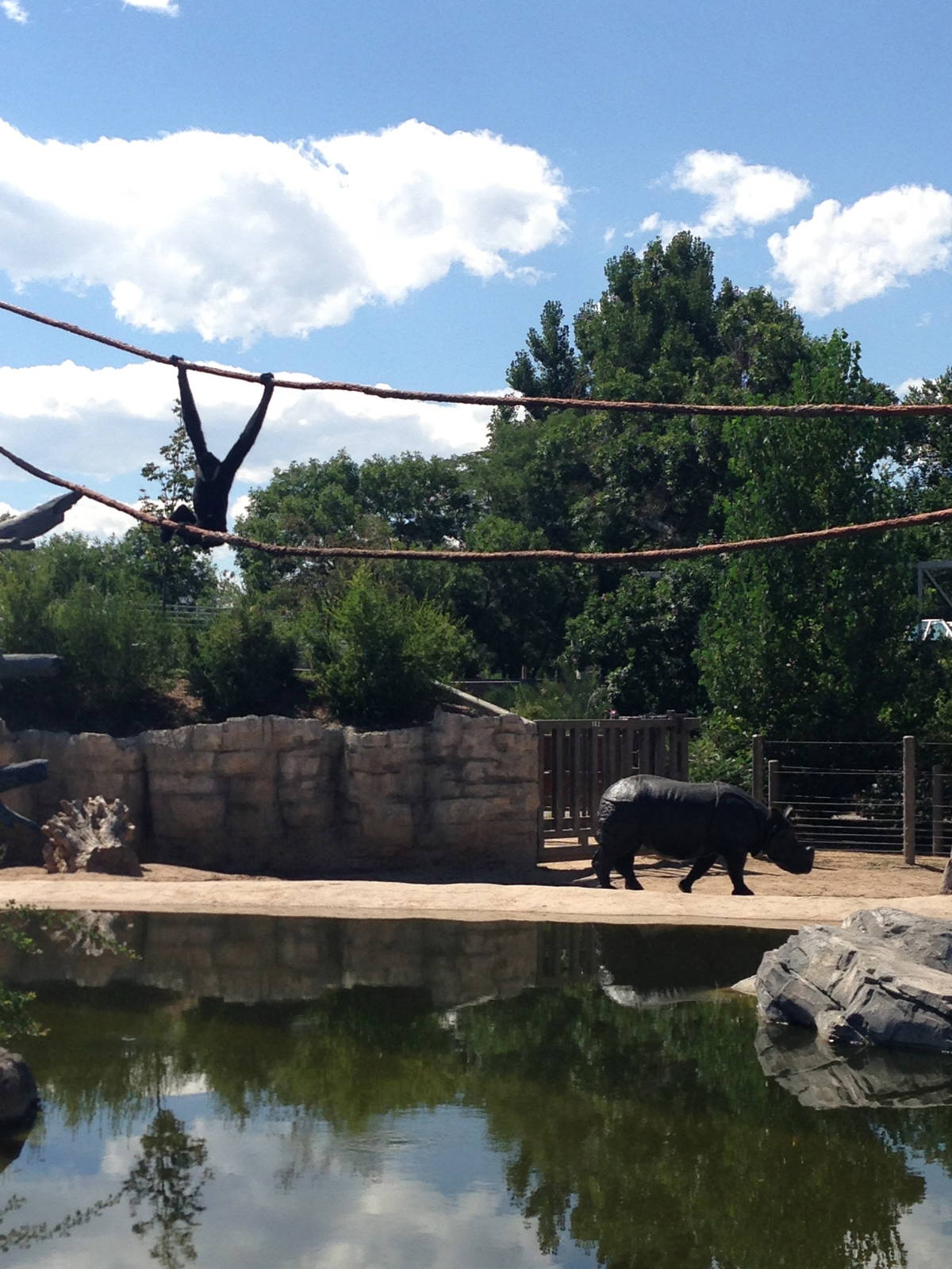 8/24/2014 - Gibbon and Indian Rhino