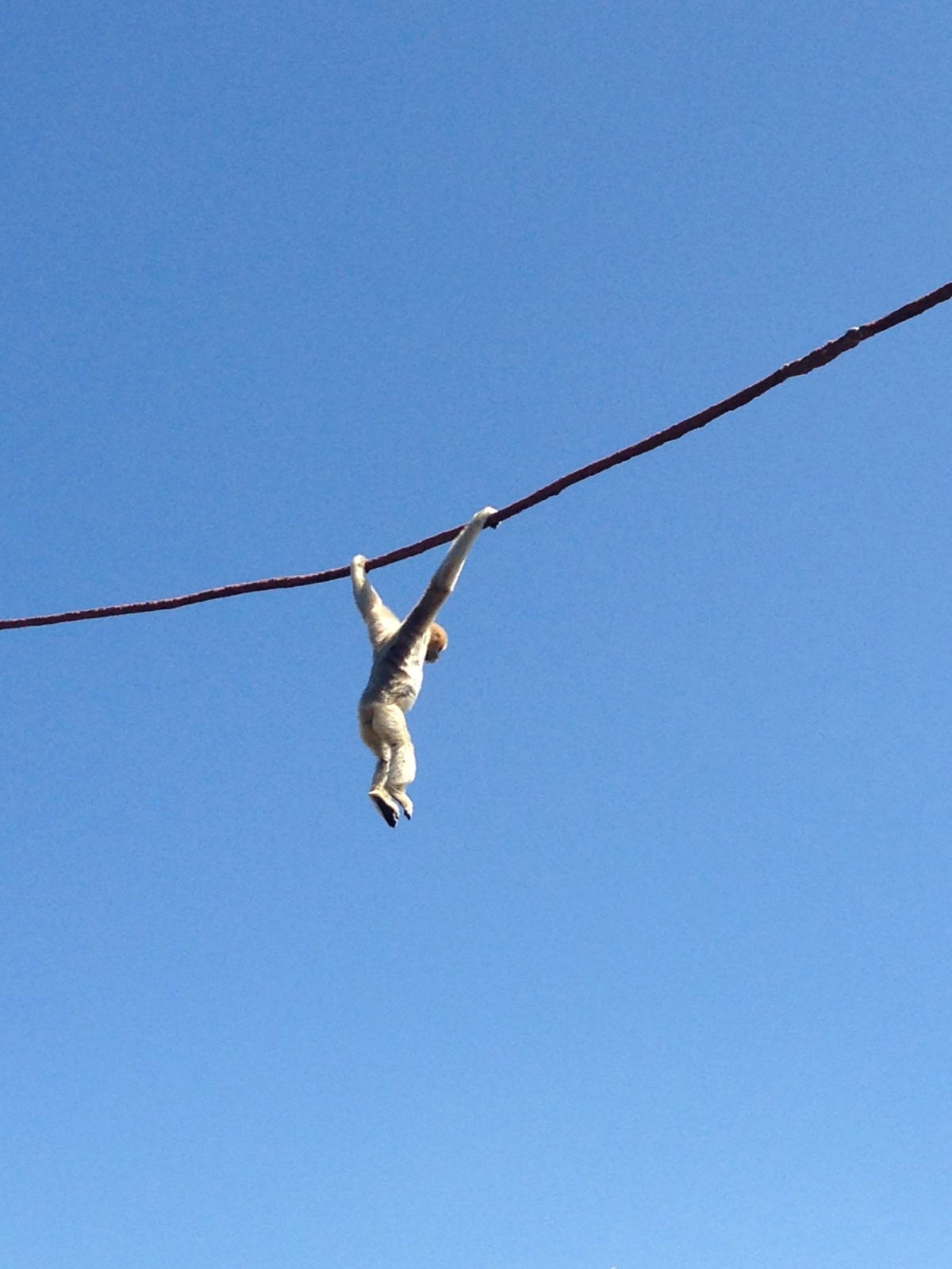 8/24/2014 - Gibbon Swinging Overhead