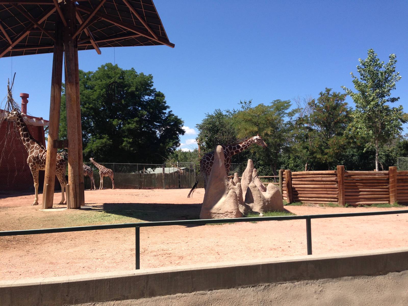 8/24/2014 - Giraffe Exhibit