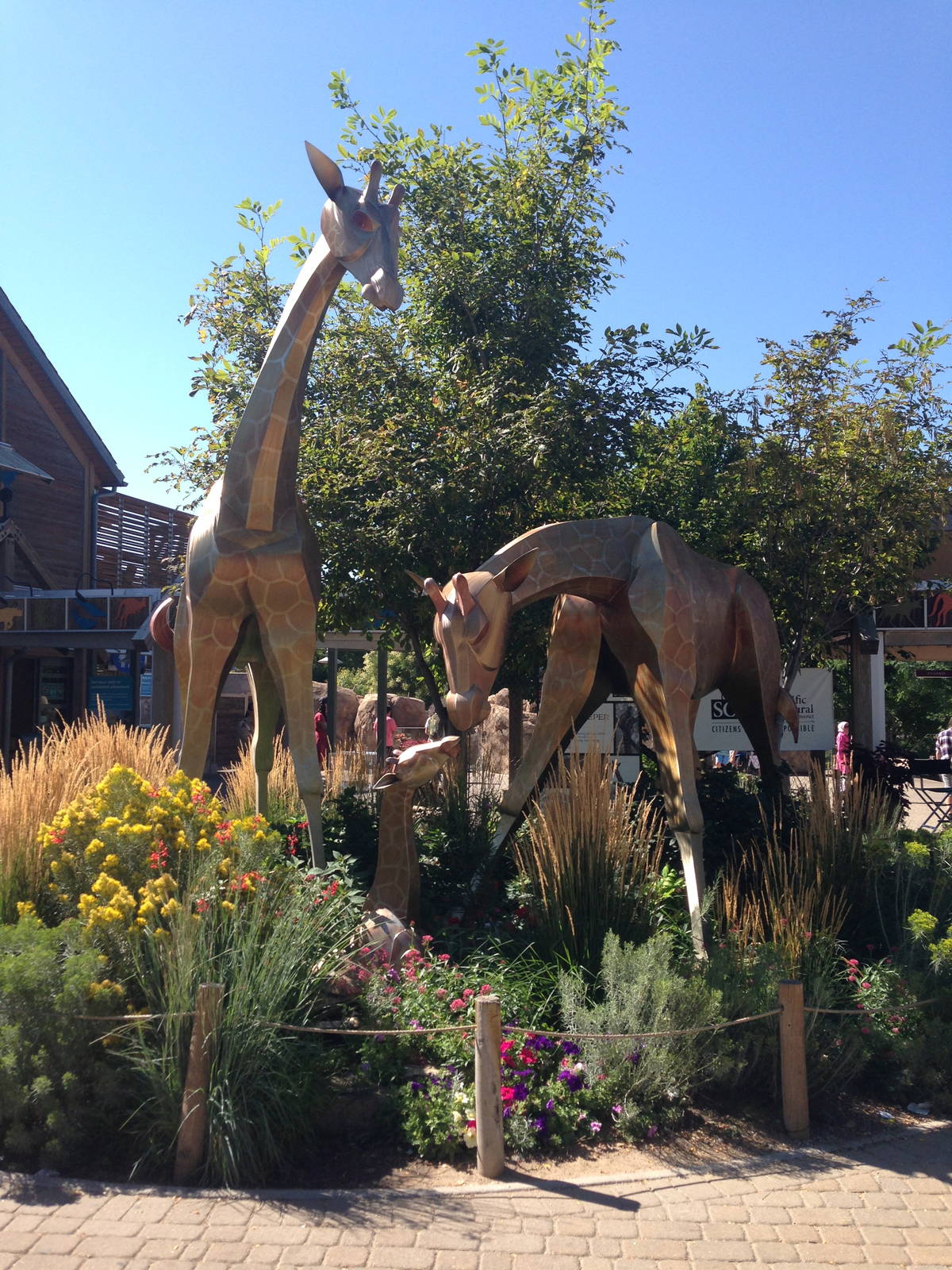 8/24/2014 - Giraffe Statues