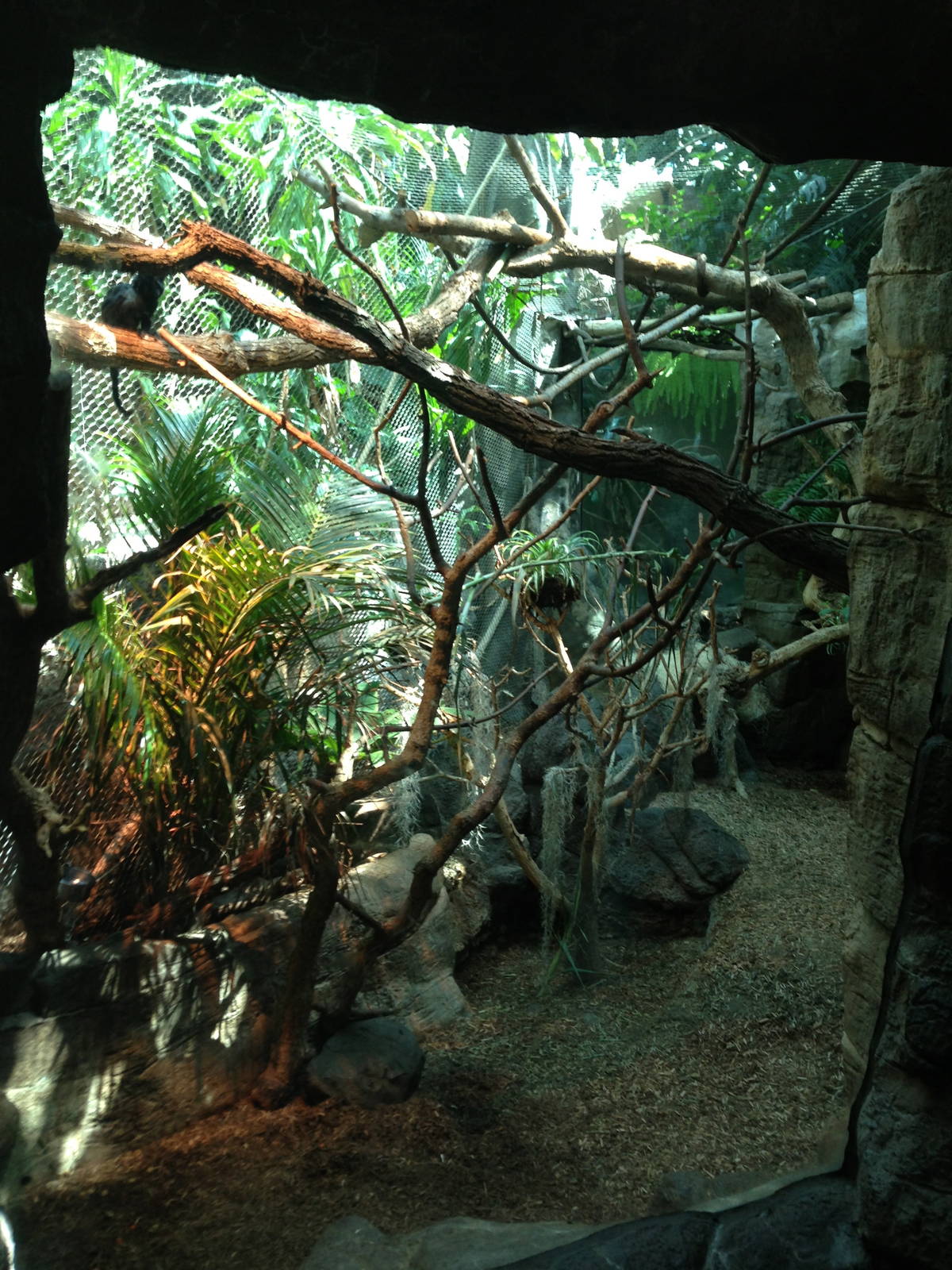 8/24/2014 - Goeldi's Monkey Habitat