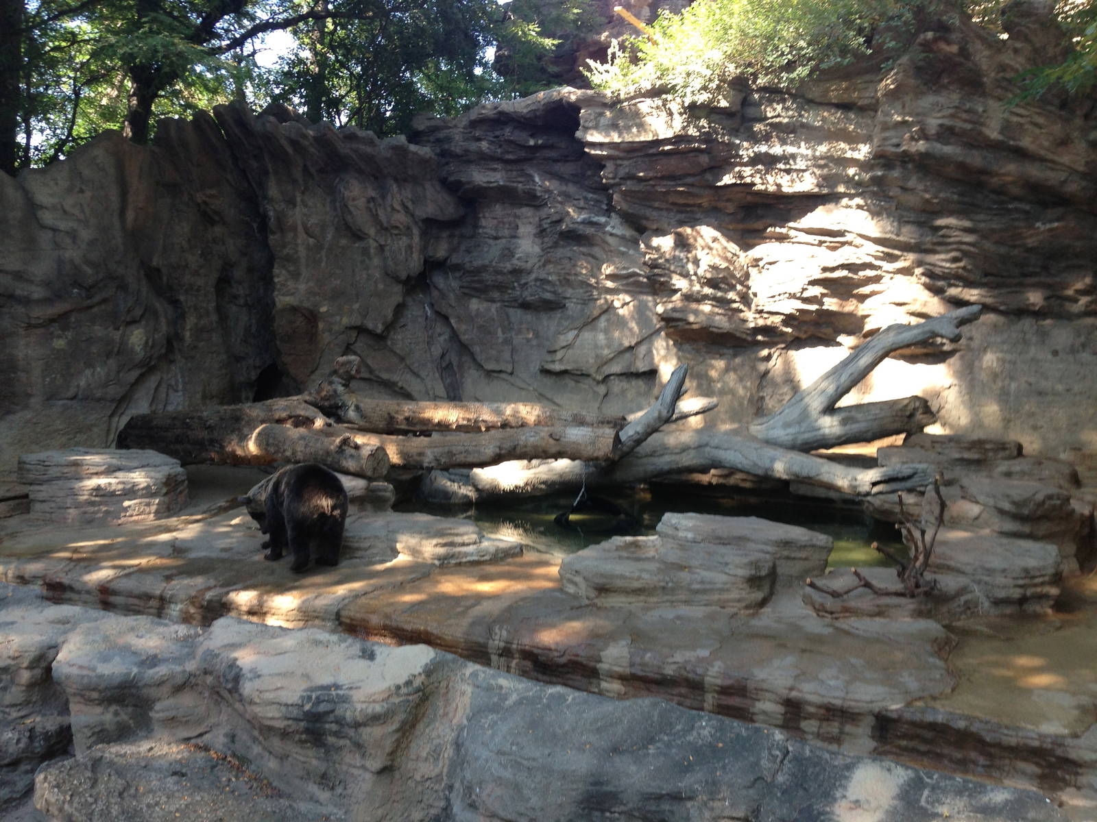 8/24/2014 - Grizzly Bear Grotto