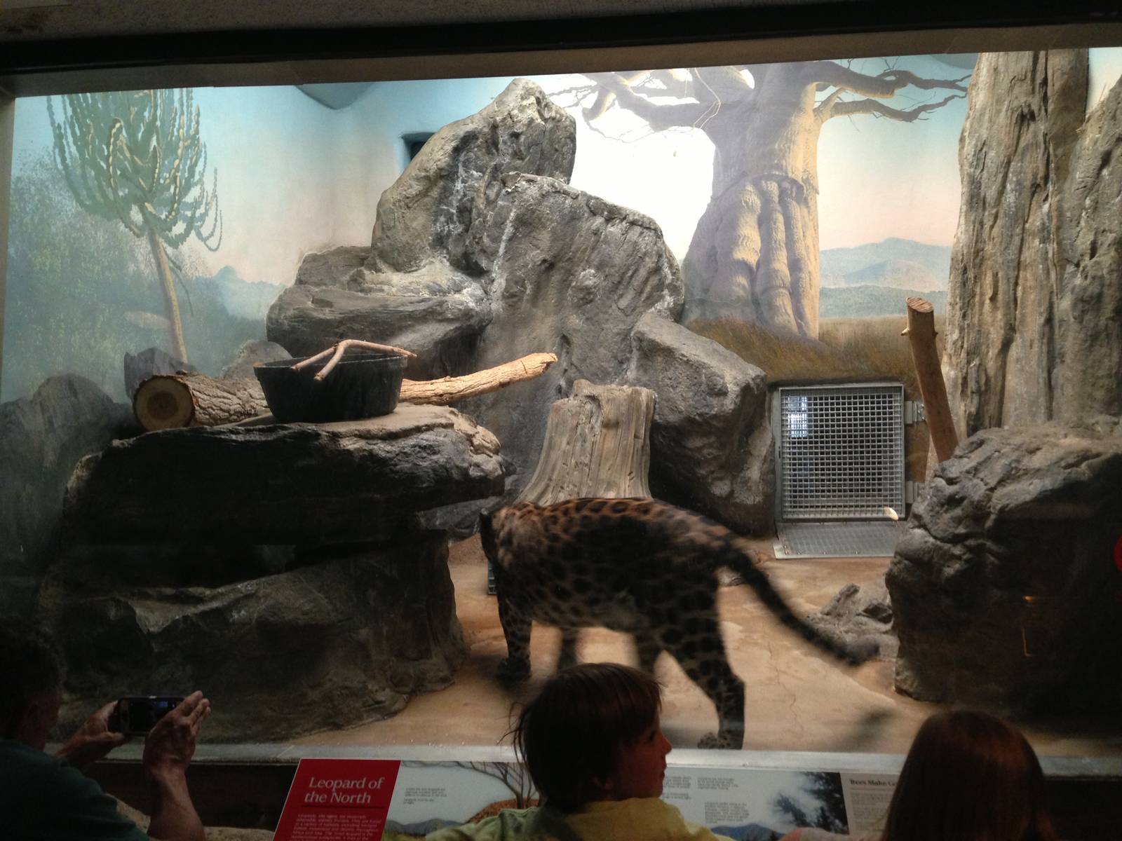 8/24/2014 - Indoor Amur Leopard Exhibit