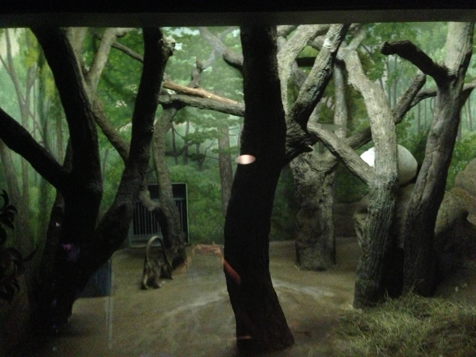 8/24/2014 - Indoor Fossa Exhibit