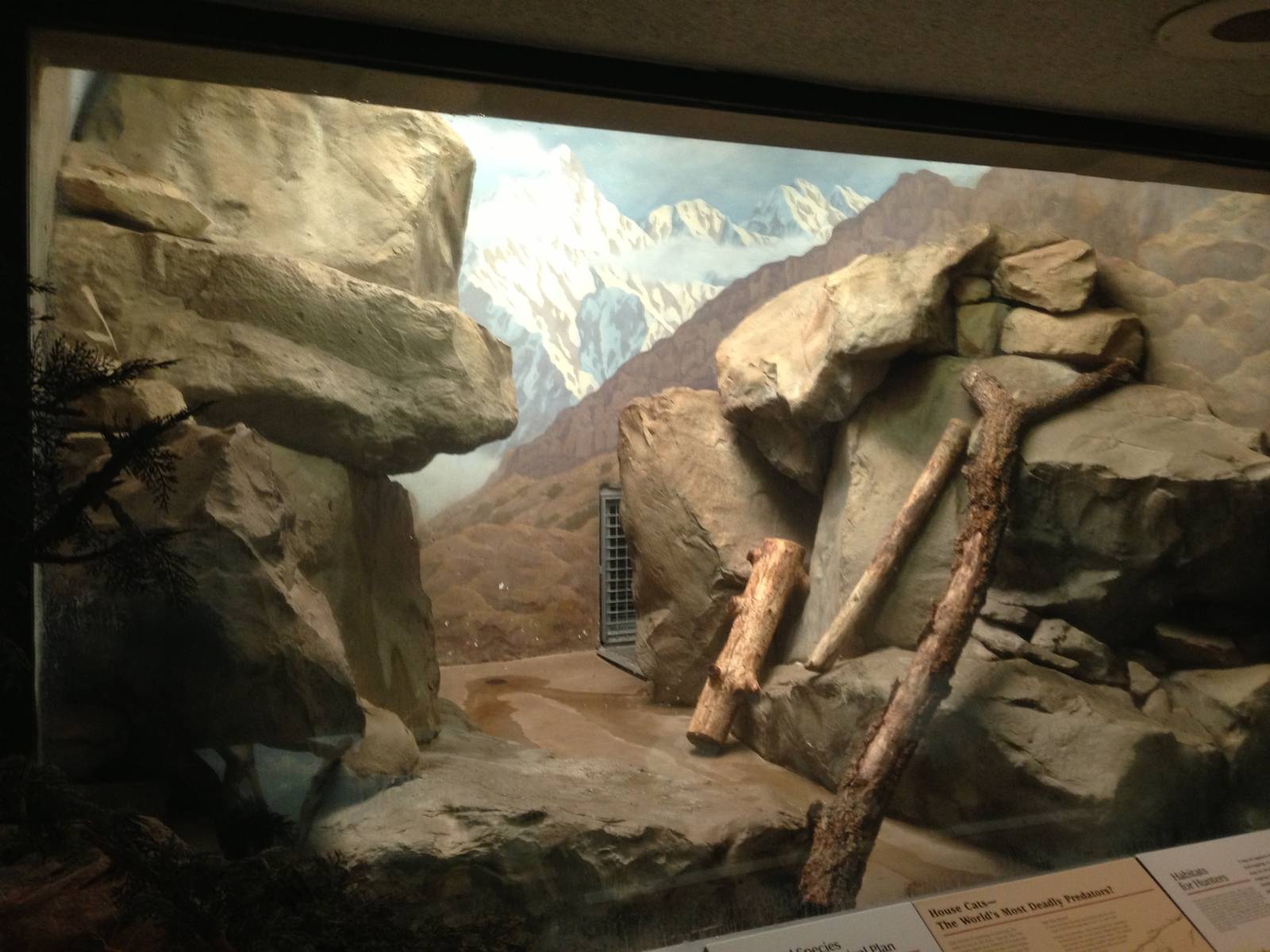 8/24/2014 - Indoor Snow Leopard Exhibit?