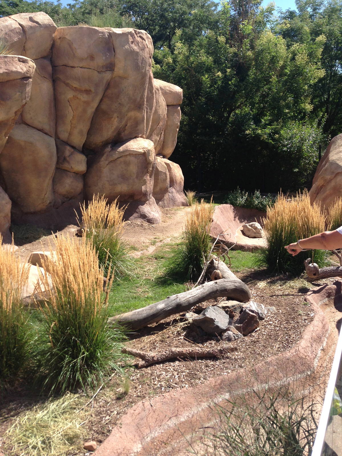 8/24/2014 - Kirk's Dik-Dik Habitat