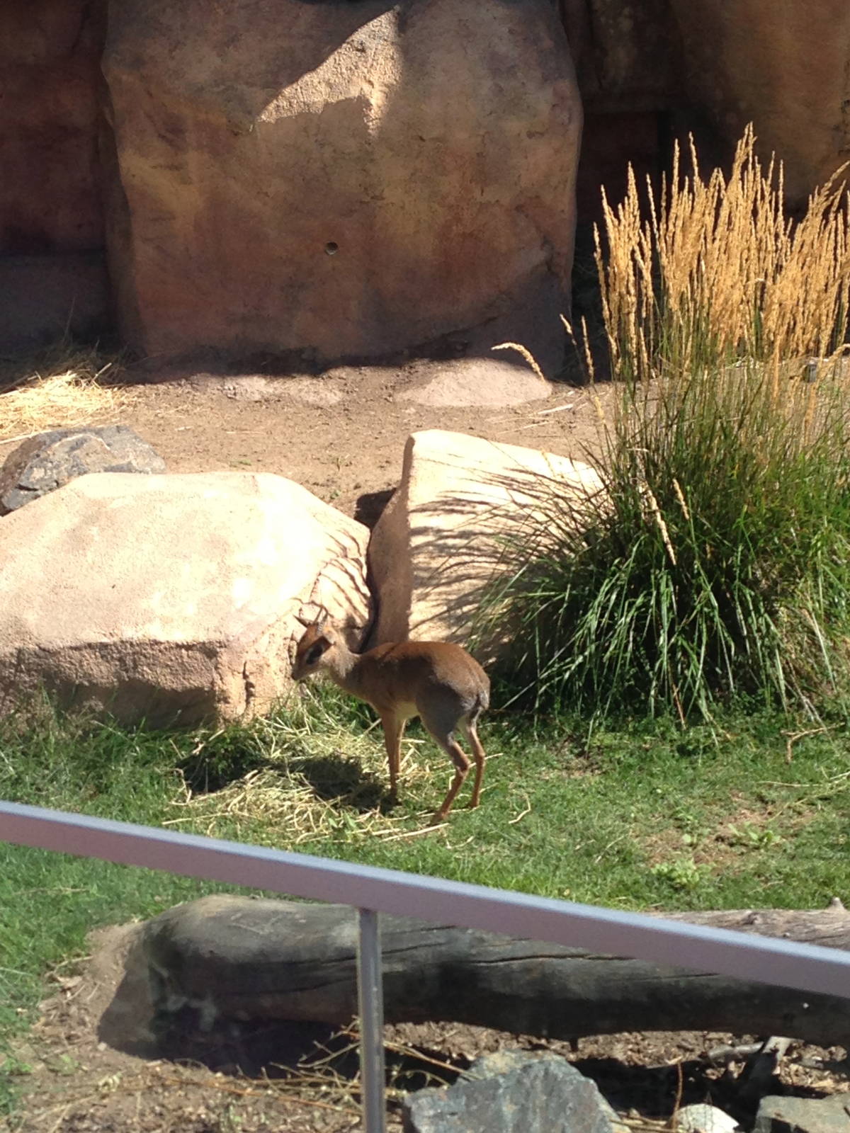8/24/2014 - Kirk's Dik-Dik