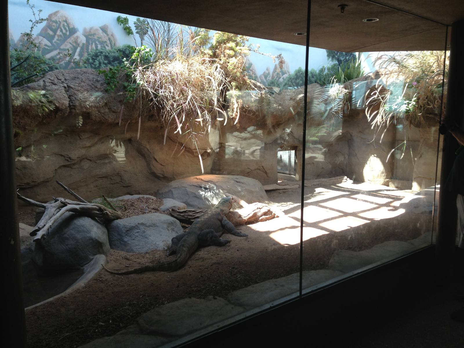 8/24/2014 - Komodo Dragon Exhibit
