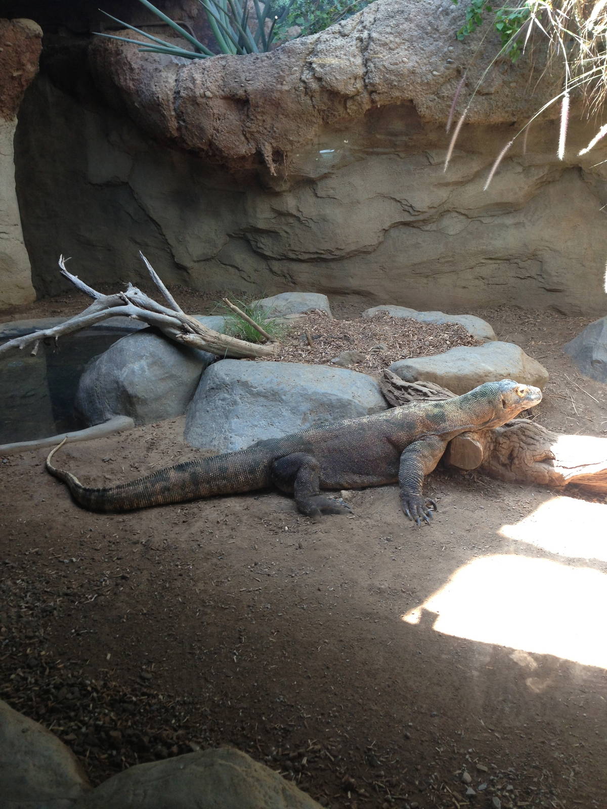 8/24/2014 - Komodo Dragon