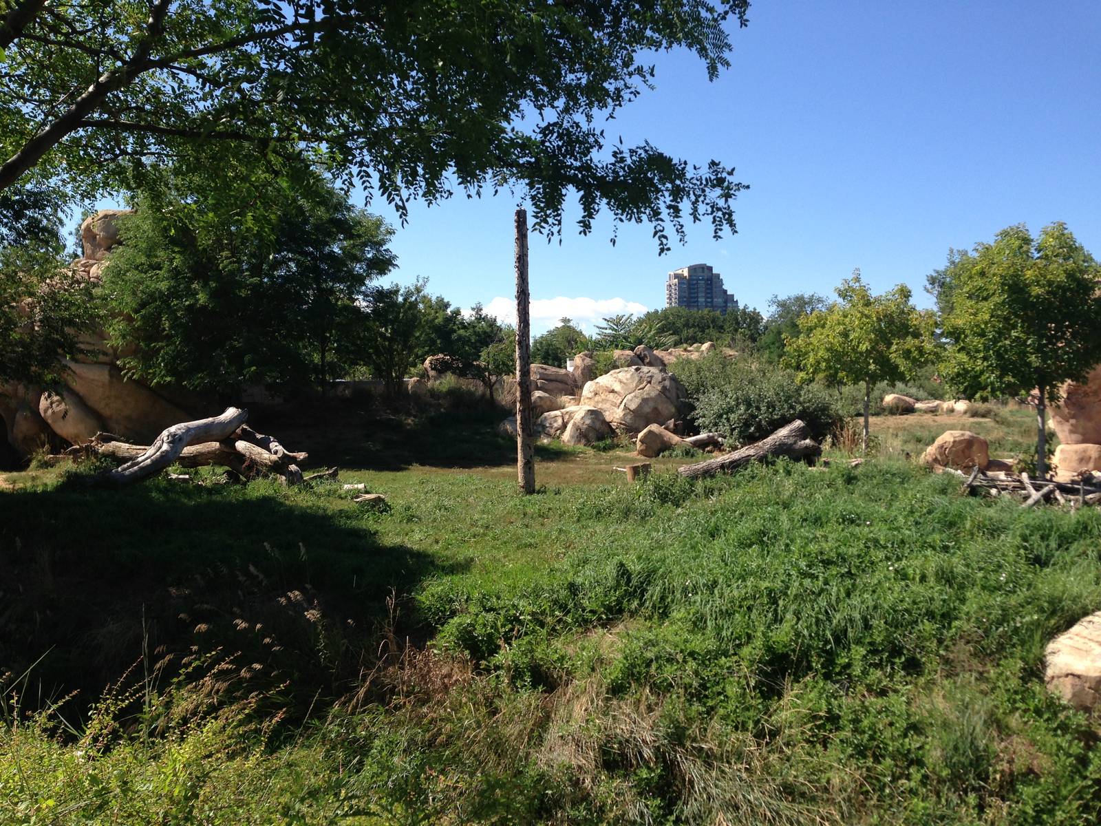 8/24/2014 - Lion Habitat