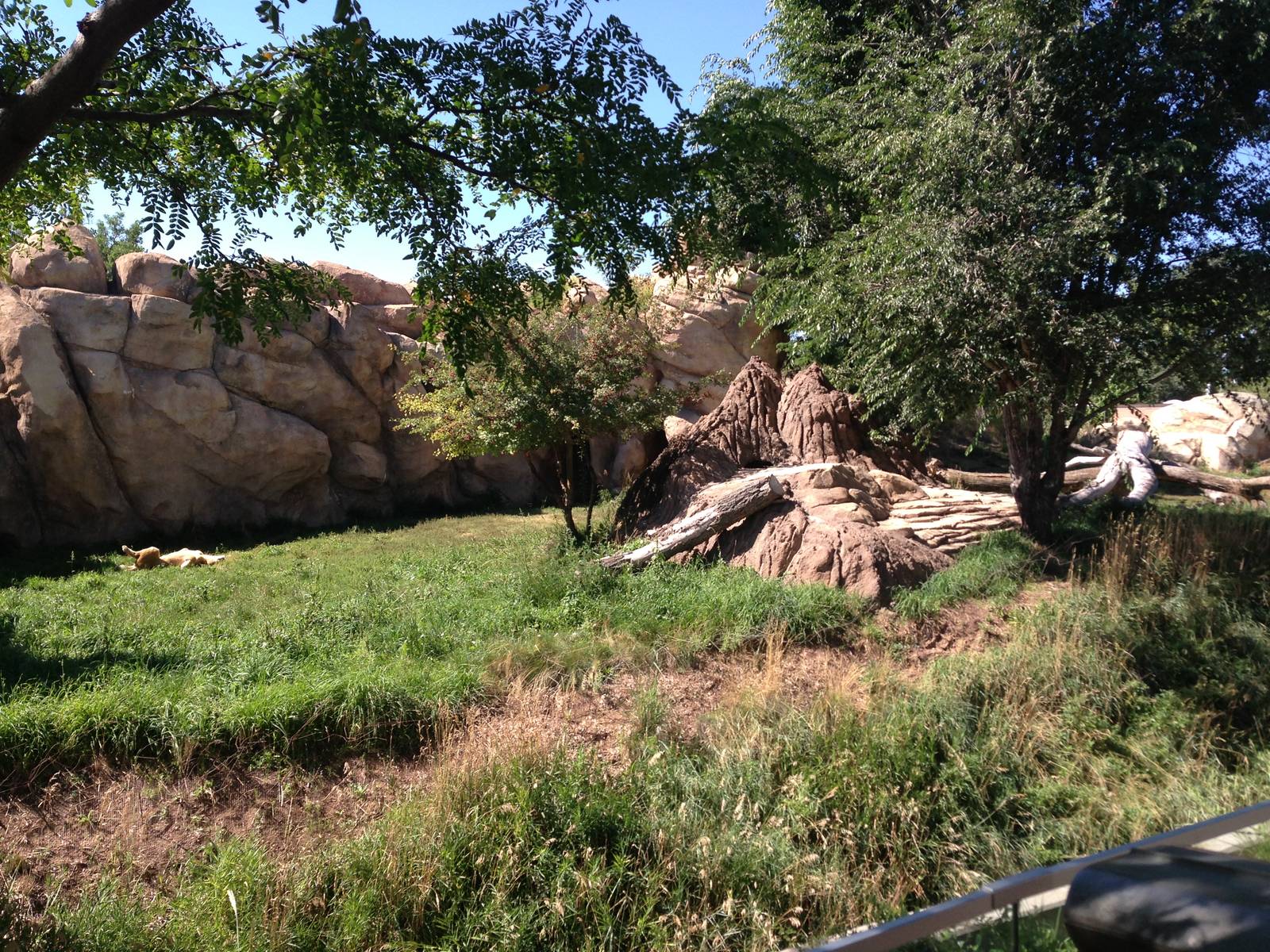 8/24/2014 - Lion Habitat
