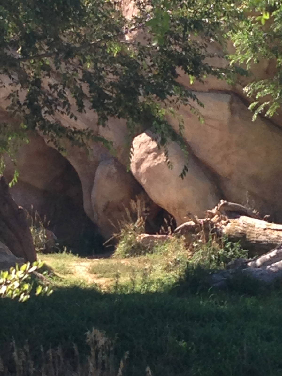 8/24/2014 - Male Lion in the Den
