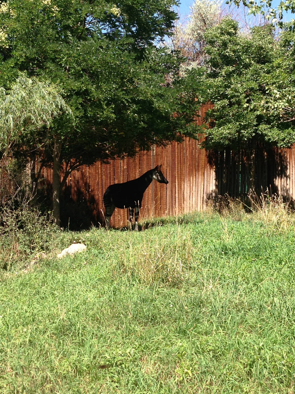 8/24/2014 - Male Okapi