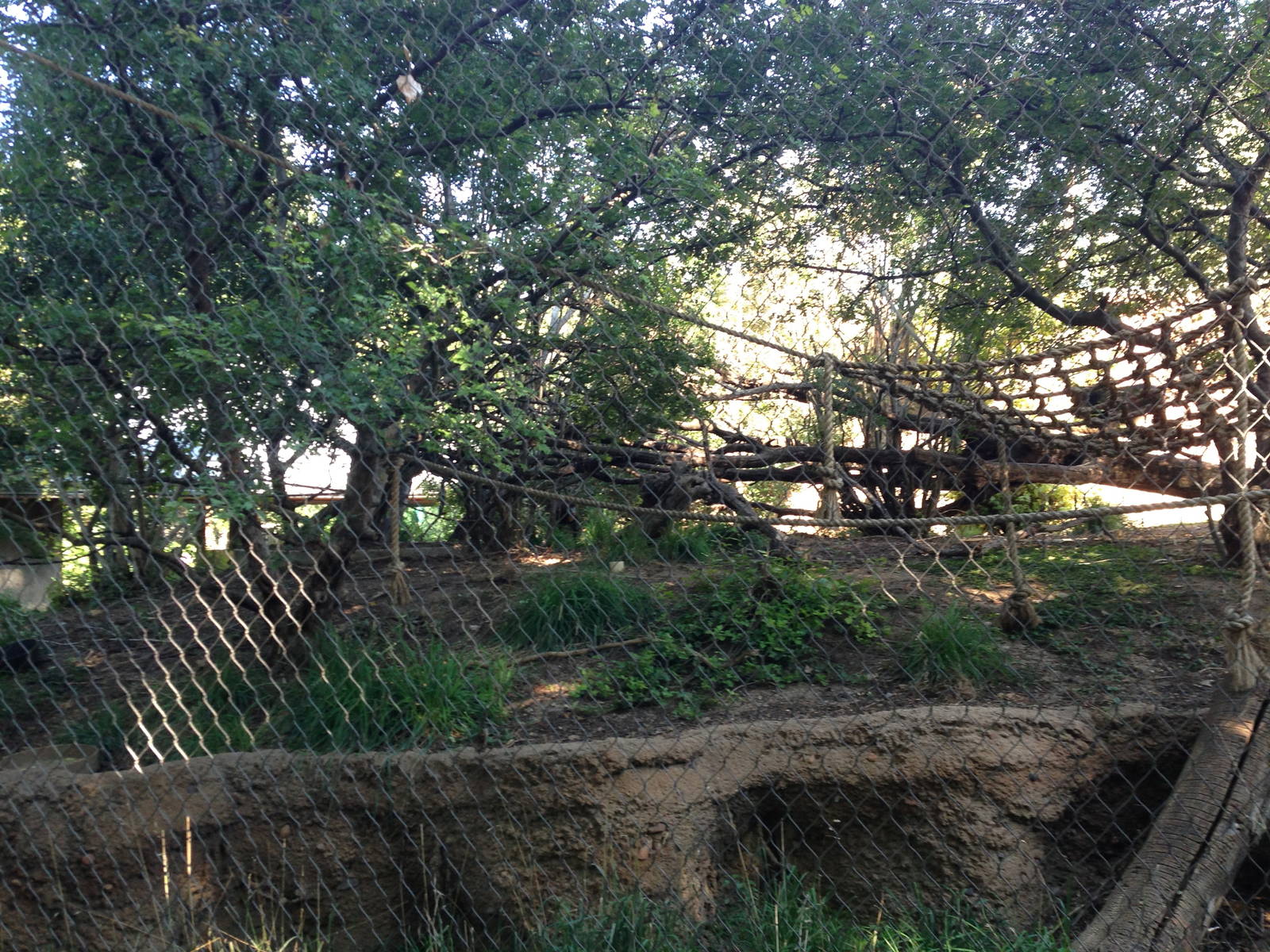 8/24/2014 - Mandrill Habitat