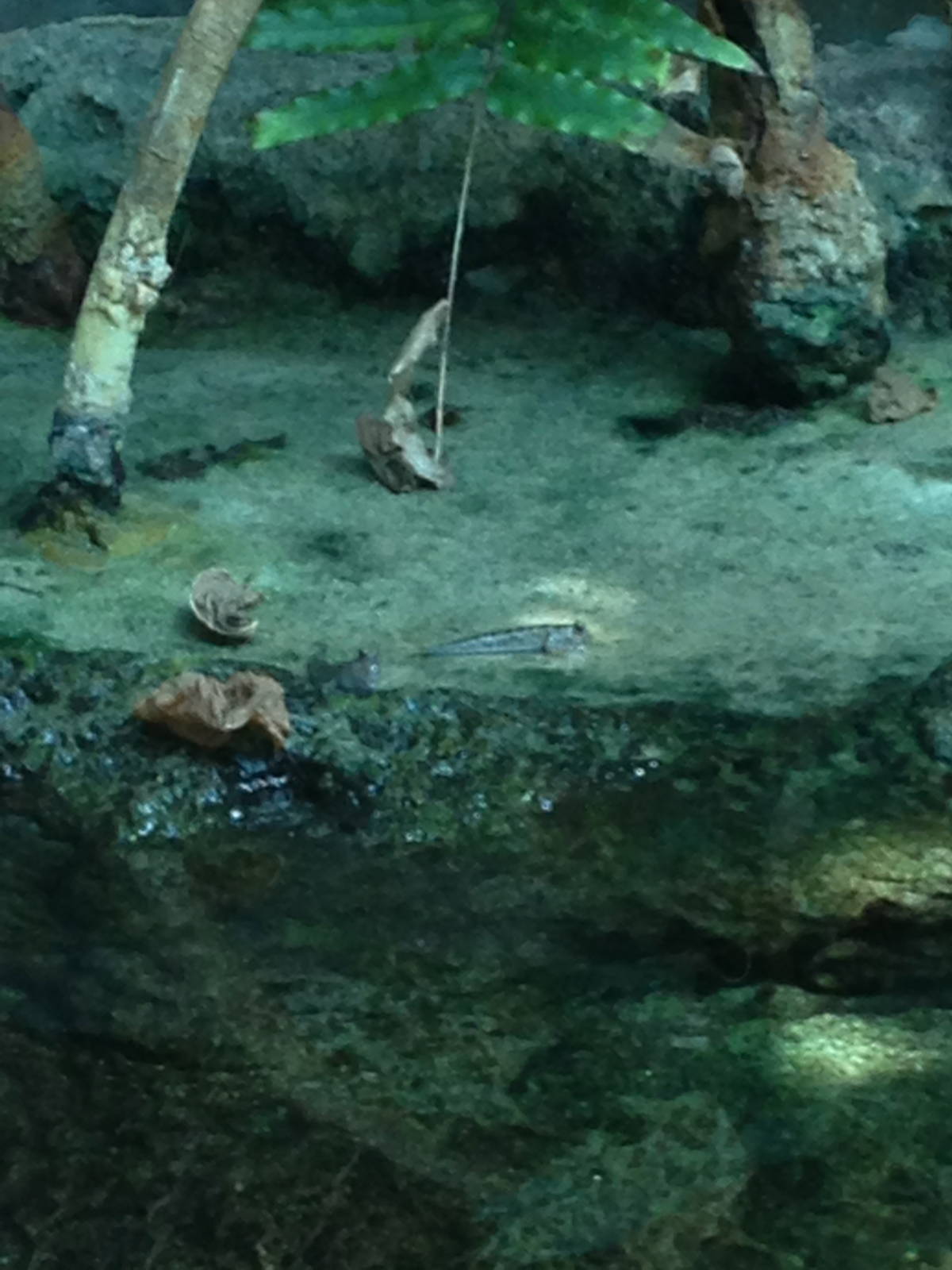 8/24/2014 - Mudskippers