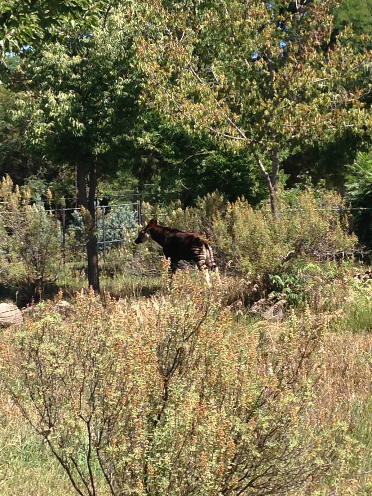 8/24/2014 - Okapi Calf