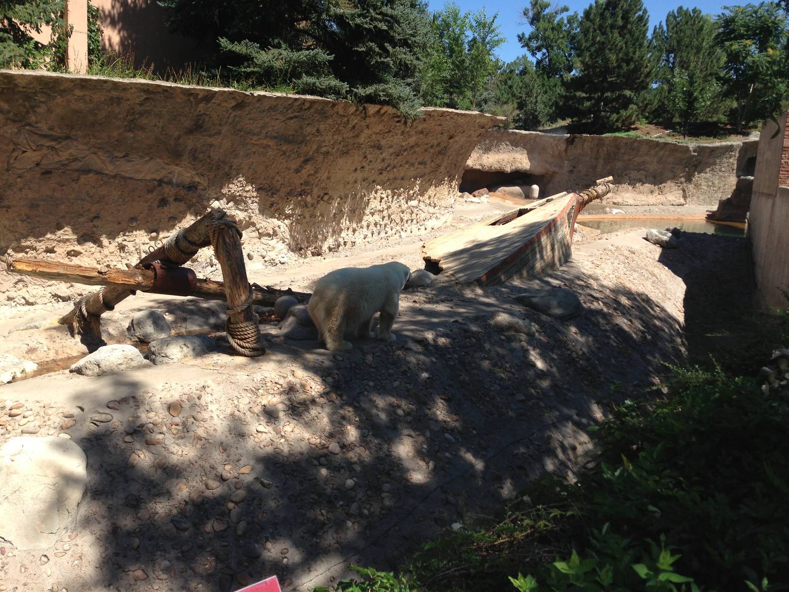 8/24/2014 - Polar Bear Exhibit