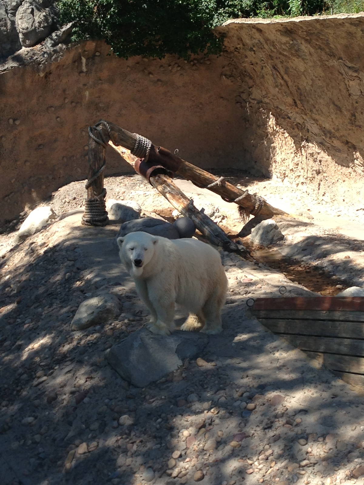 8/24/2014 - Polar Bear