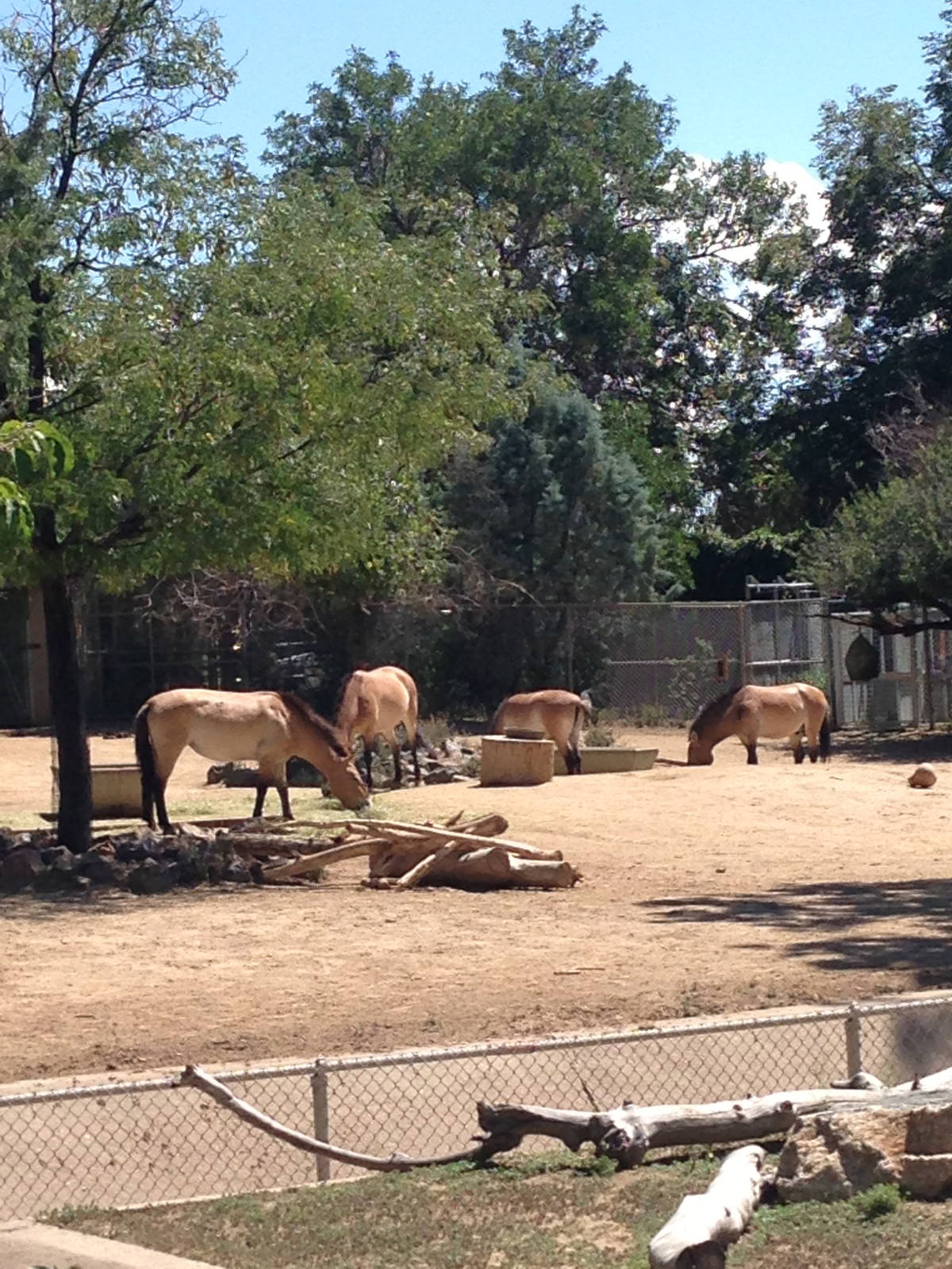8/24/2014 - Przewalski's Wild Horses