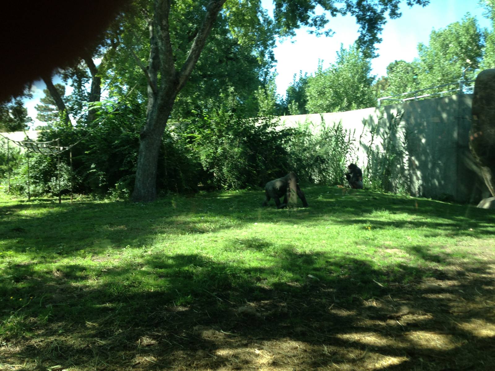 8/24/2014 - Right Half of the Gorilla Habitat