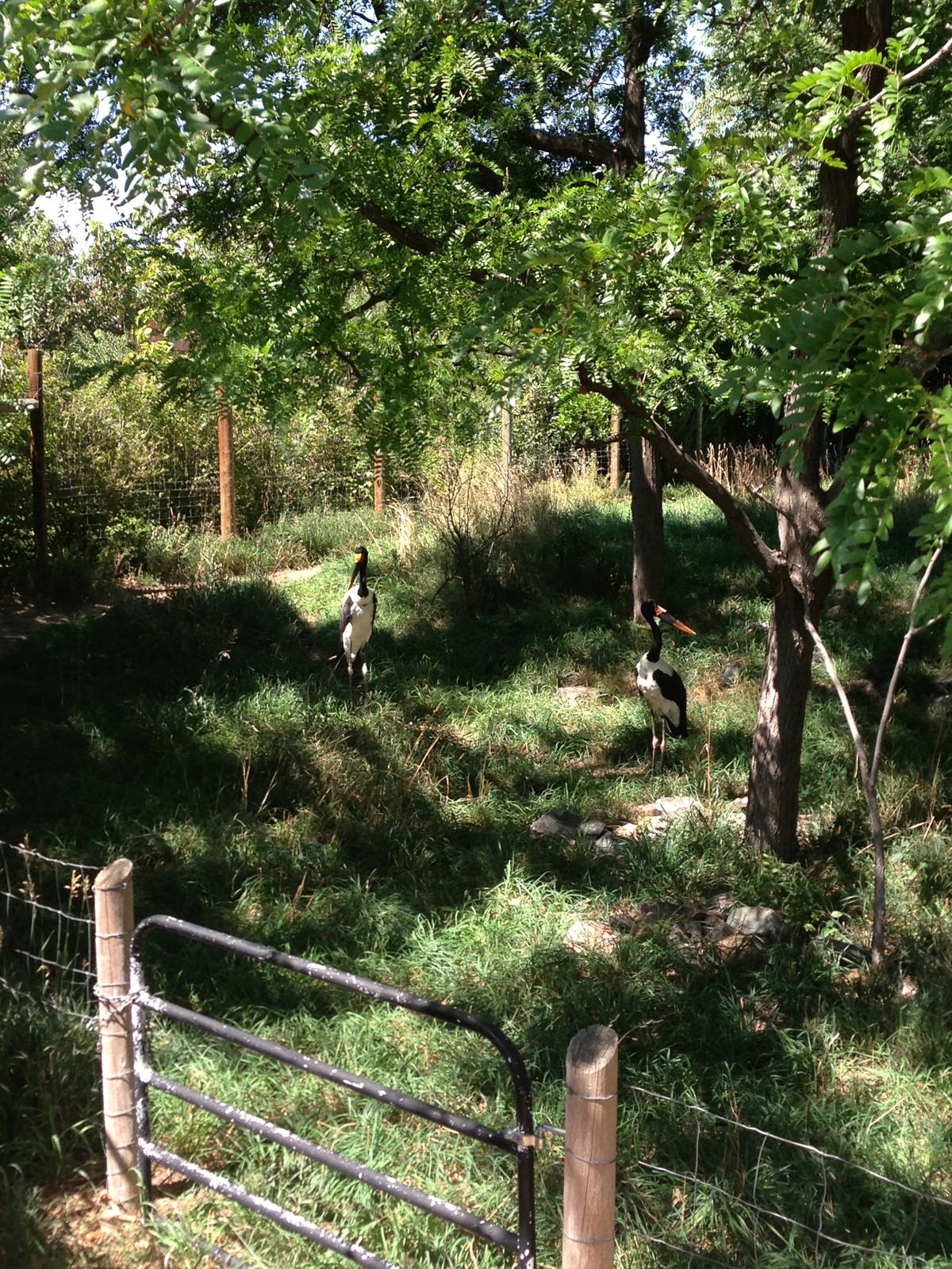 8/24/2014 - Saddle-billed Storks