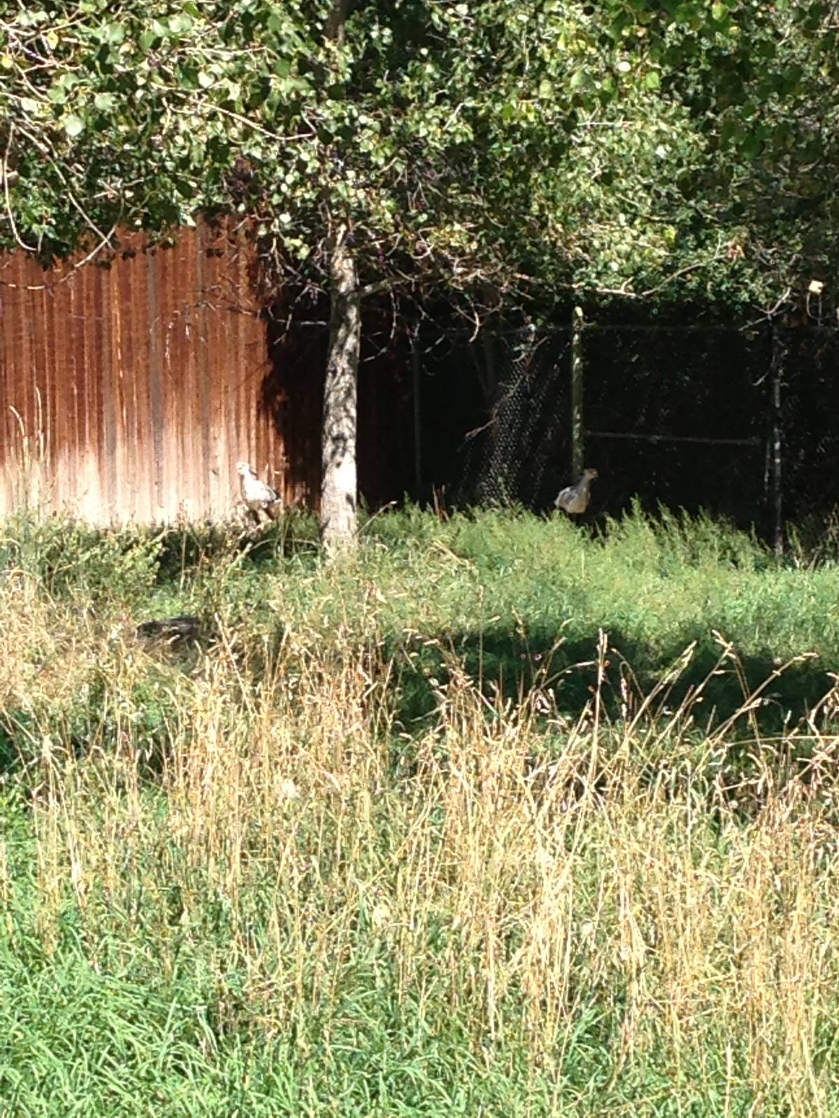 8/24/2014 - Secretary Birds