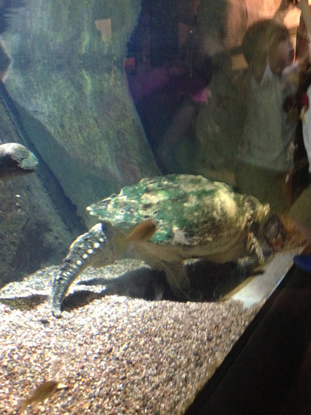 8/24/2014 - Snapping Turtle