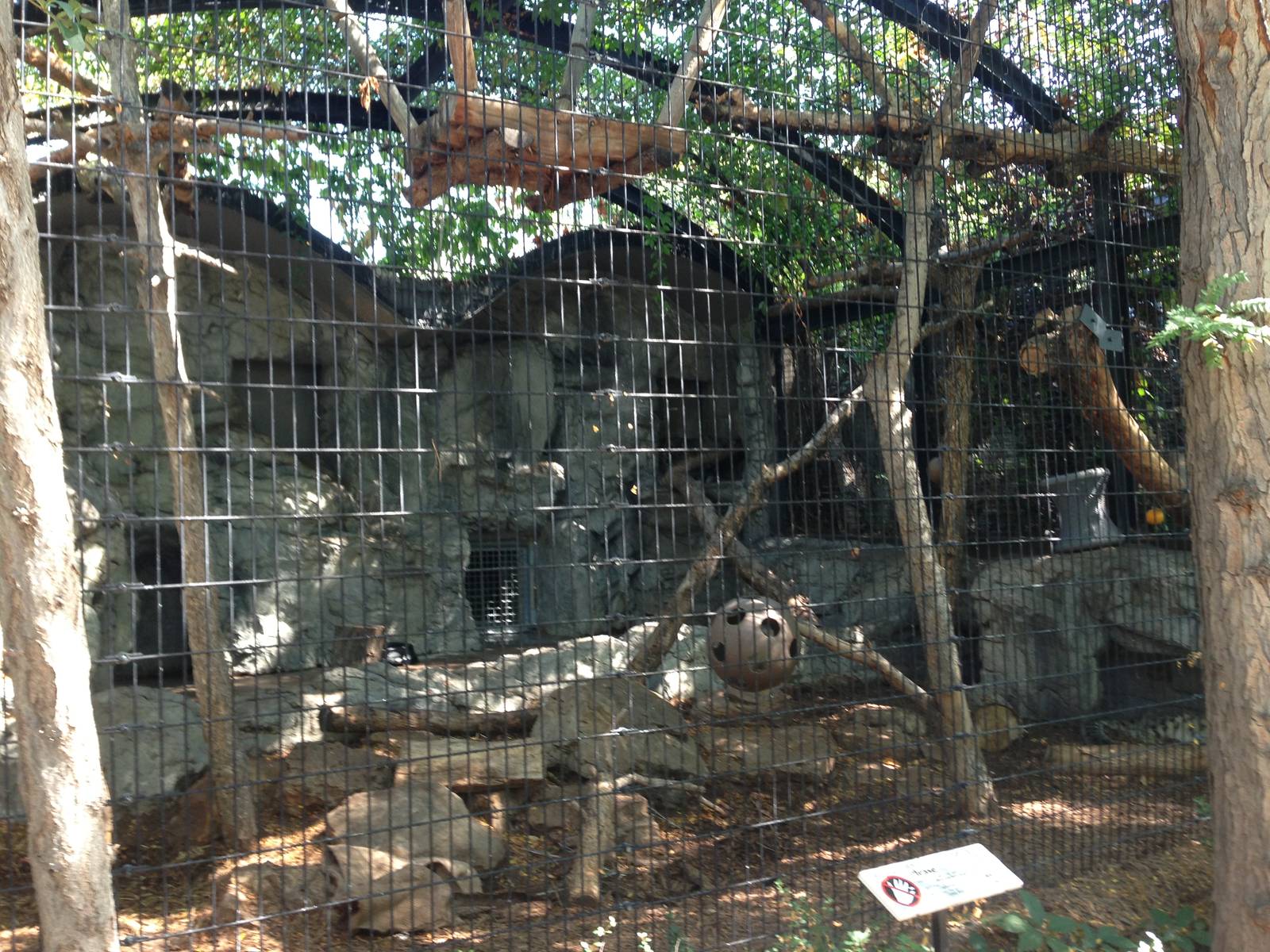 8/24/2014 - Snow Leopard Cage