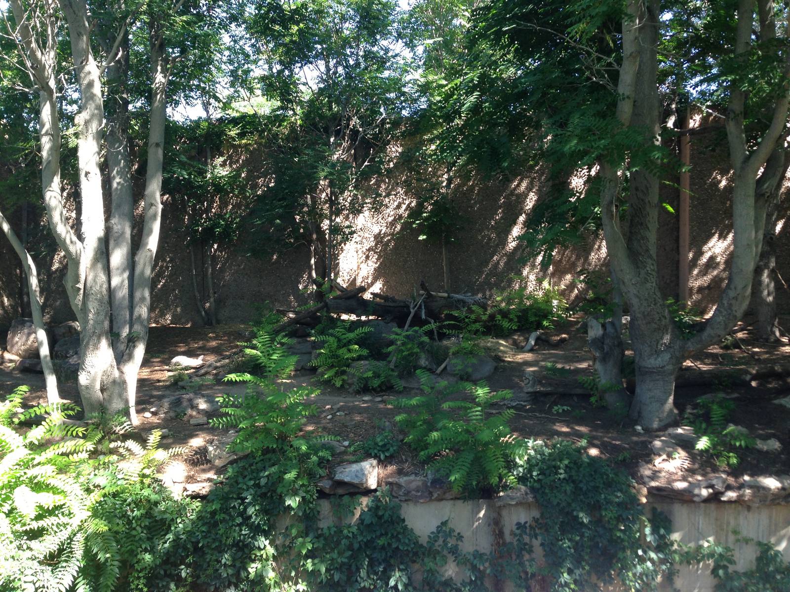 8/24/2014 - Striped Hyena Exhibit