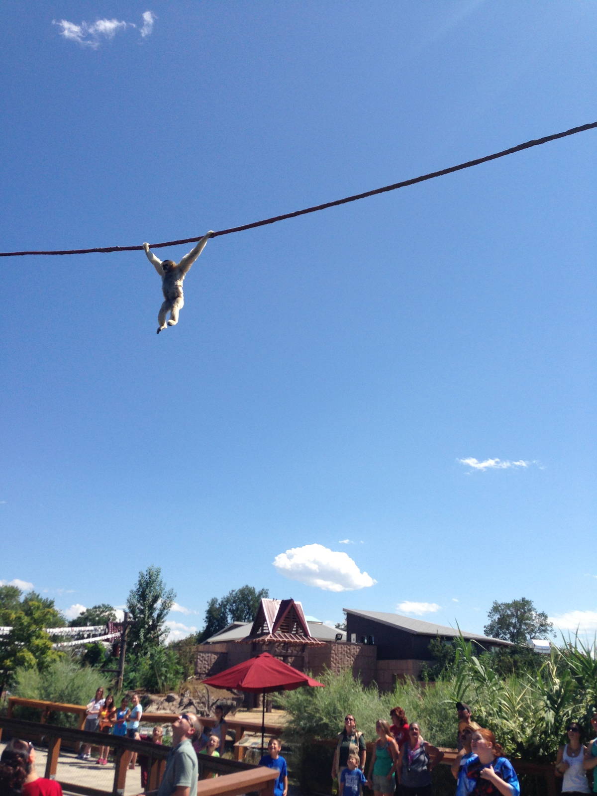 8/24/2014 - Swinging Over the Crowd