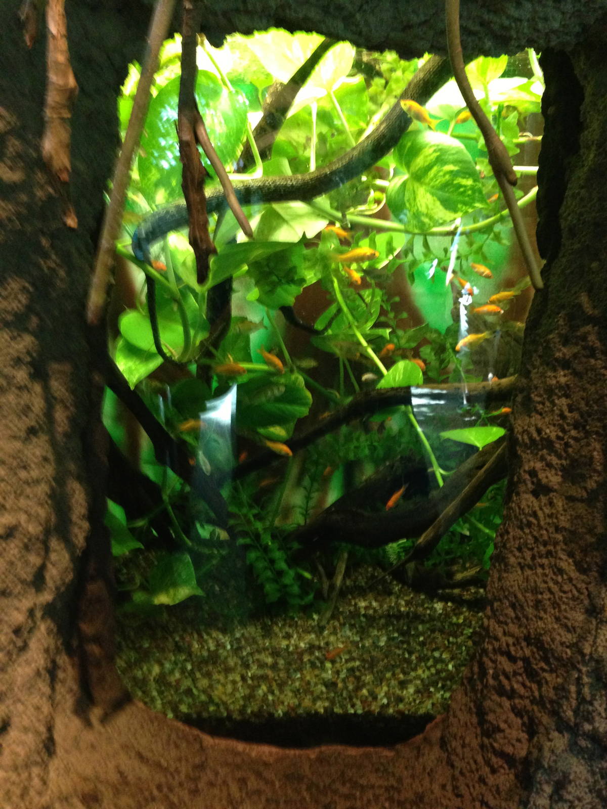 8/24/2014 - Tentacled Snake Tank?