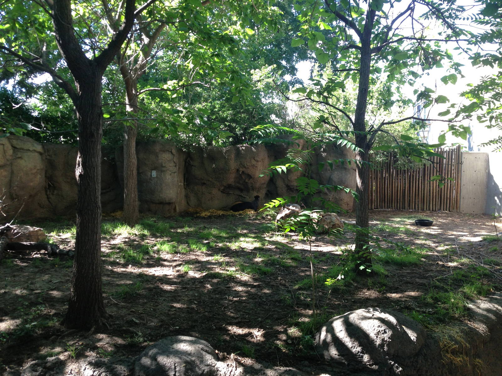 8/24/2014 - Yellow-Backed Duiker Exhibit