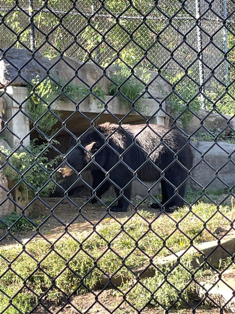 8/29/2022 - American Black Bear
