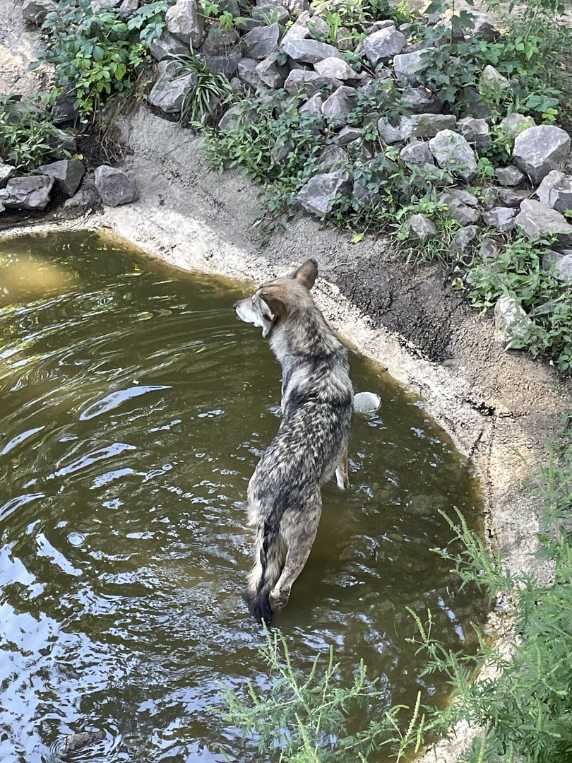 8/29/2022 - An Afternoon Dip