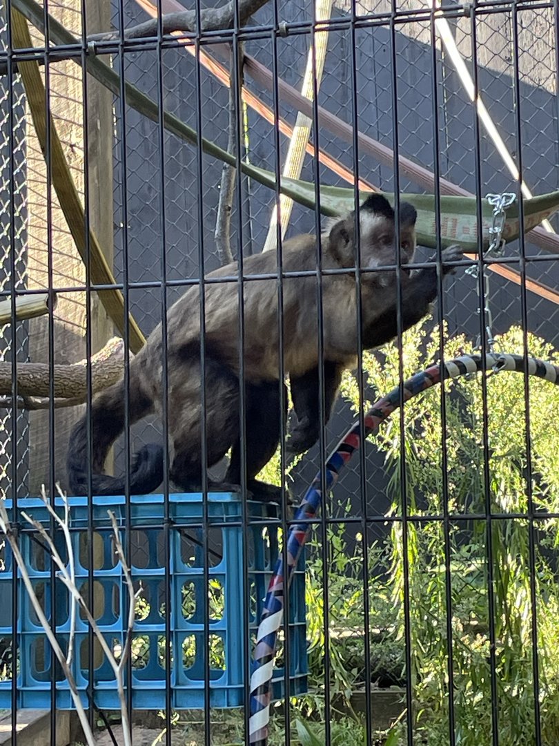 8/29/2022 - Brown Capuchin