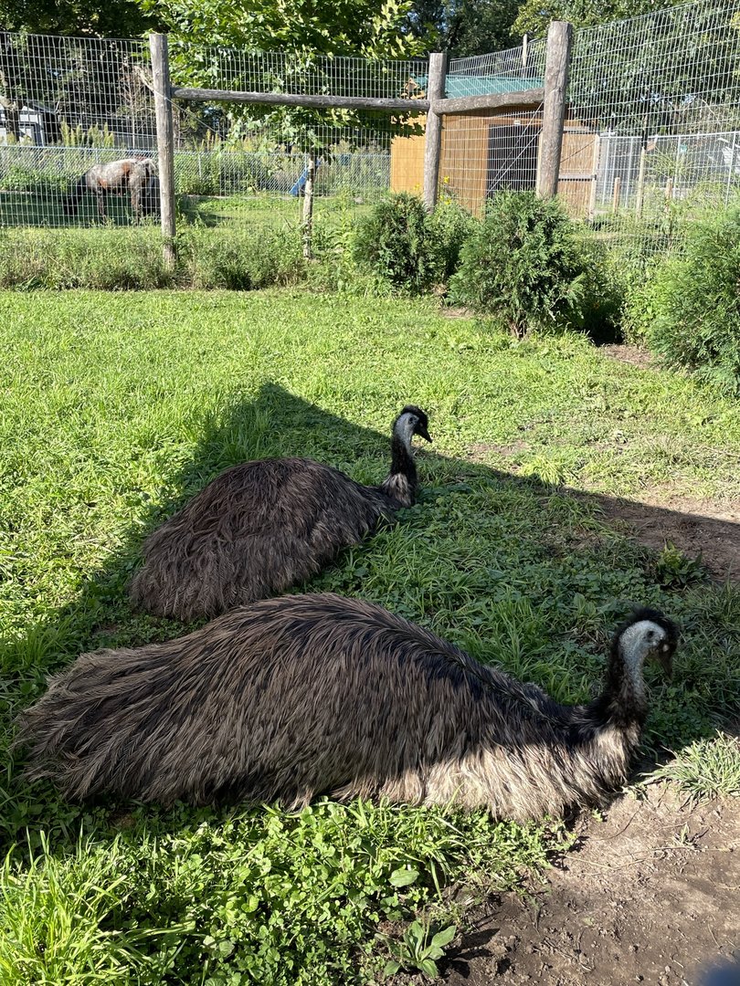 8/29/2022 - Emus