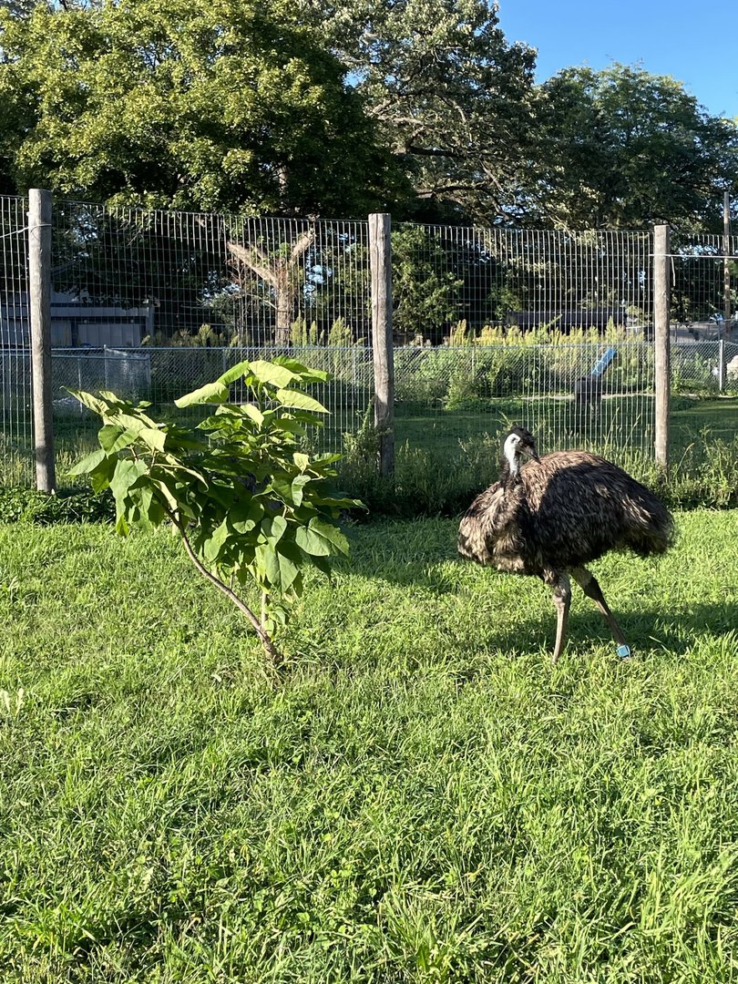 8/29/2022 - Going Green, Emu Style