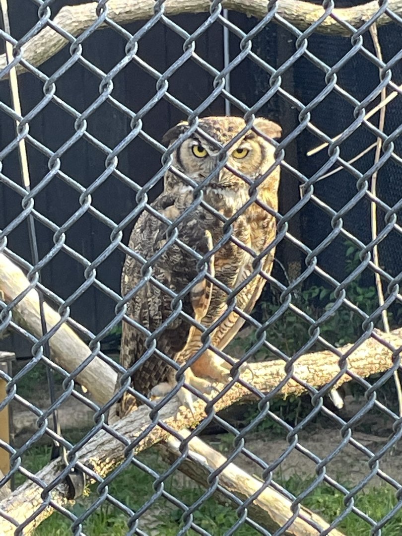8/29/2022 - Great Horned Owl