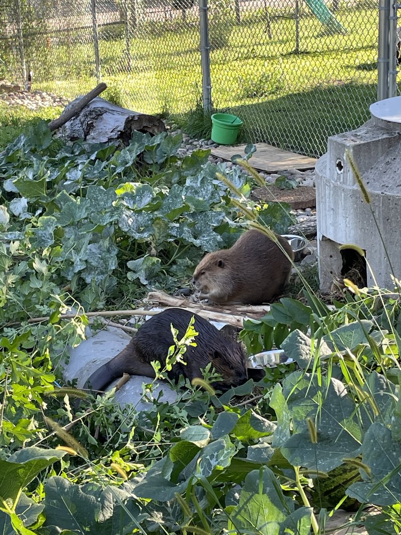 8/29/2022 - Leave it to Beavers