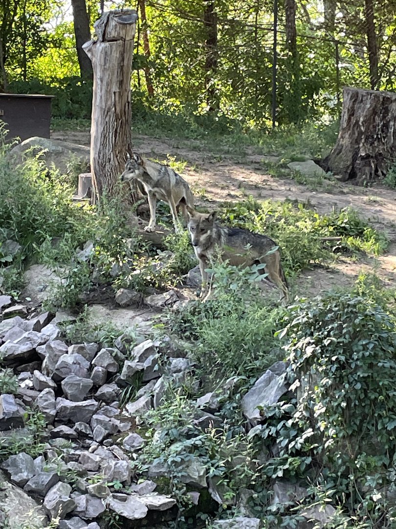 8/29/2022 - Pack Mates