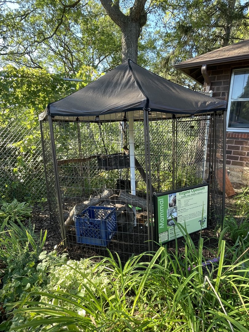 8/29/2022 - Virginia Opossum Cage