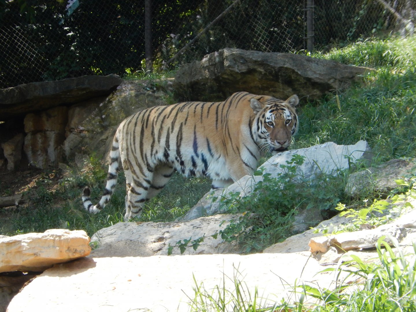 8/4/2017 - Amur Tiger